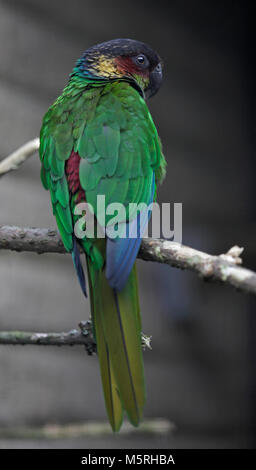 Blau Throated Sittiche (pyrrthura cruentata) Stockfoto