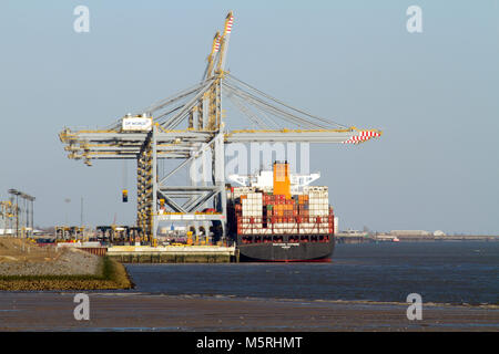 Ein großes Containerschiff der Cuayaquil Express am DP World London Gateway Deep-sea Container Terminal. Stockfoto