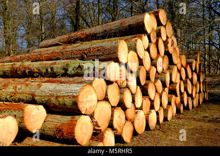 Stapel der gefällten Baumstämme im Waldgebiet, felbrigg, Norfolk, England Stockfoto