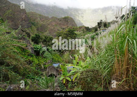 Feld Terrassen, Zuckerrohr, Paul Valley, Santo Antao, Kap Verde Stockfoto