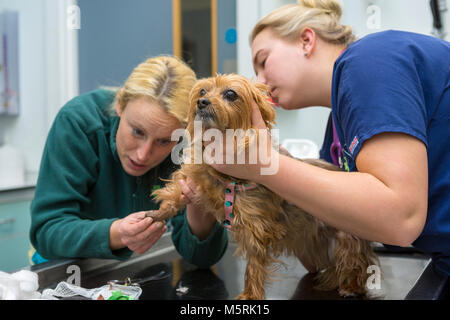 Tierarzt überprüft den Fuß eines kleinen Hund in einer tierärztlichen Chirurgie Stockfoto