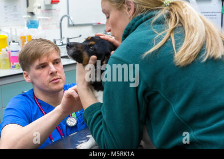 Tierarzt überprüft, einen kleinen Hund in einer tierärztlichen Chirurgie Stockfoto