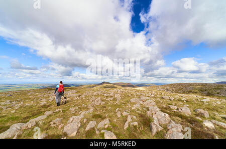 Eine weibliche Wanderer und ihrem Hund zu Fuß auf den Gipfel des Großen Getragen in Richtung Loweswater fiel. Die englischen Lake District, England. Stockfoto