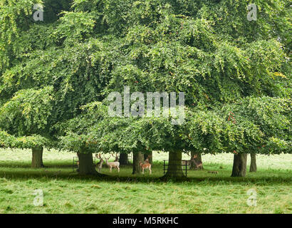 Damwild Dollars und doe Zuflucht unter großen grünen belaubten Bäume in der offenen Landschaft in England, Großbritannien. Stockfoto