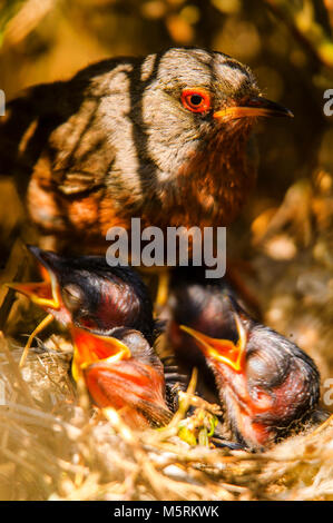 Datford Warbler (Sylvia undata) männliche Fütterung der Hühner Stockfoto