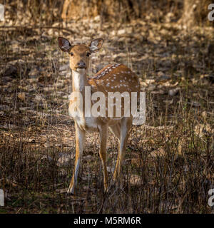 Spotted Deer in der wilde Indien Stockfoto