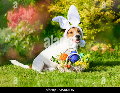 Süßer Hund im Kostüm der Osterhase bereit für Pascha Karneval Stockfoto