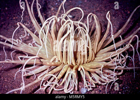 Macrodactyla doreensis (Durchmesser 30 cm) hat eine kleinere Anzahl von tentakel als die meisten Seeanemonen. Die gemeinsame Namen sind lange Tentakel Anemone und Korkenzieher Anemone. Jeder Tentakel ähnelt in Größe, Form und Farbe. Sie neigen dazu, gegen Ende zu verjüngen und einige haben einen verdreht aussehen (daher "Korkenzieher"). In diesem Fall ist das Tier ist hellbraun - andere Personen zeigen verschiedene Farben wie Rosa und Blau. Es lebt auf sandigen Substraten, wo es Zooplankton in der aktuellen, der Sie an den zentralen Mund übertragungen Fänge. Wenn alarmiert, es gräbt sich in den Sand. Bali, Indonesien. Stockfoto