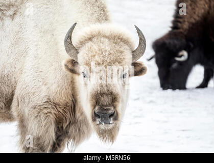 Heilige weiße Bison, Manitoba, Kanada. Stockfoto