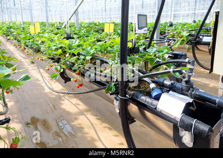 CHIANGMAI, THAILAND - 12. Februar: Smart Landwirtschaft Technologie Trend und Internet der Dinge (Iot), vertikale Landwirtschaft Konzept. Erdbeere chang tnk Farm. 12. Februar 2018 in Chiang Mai, Thailand. Stockfoto