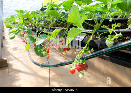 CHIANGMAI, THAILAND - 12. Februar: Smart Landwirtschaft Technologie Trend und Internet der Dinge (Iot), vertikale Landwirtschaft Konzept. Erdbeere chang tnk Farm. 12. Februar 2018 in Chiang Mai, Thailand. Stockfoto