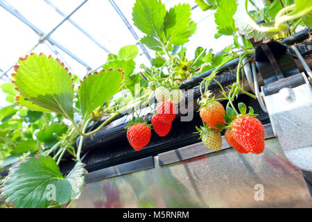 CHIANGMAI, THAILAND - 12. Februar: Smart Landwirtschaft Technologie Trend und Internet der Dinge (Iot), vertikale Landwirtschaft Konzept. Erdbeere chang tnk Farm. 12. Februar 2018 in Chiang Mai, Thailand. Stockfoto