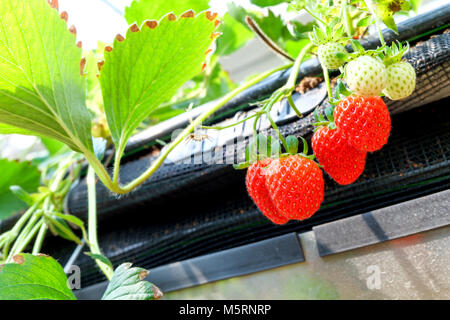 CHIANGMAI, THAILAND - 12. Februar: Smart Landwirtschaft Technologie Trend und Internet der Dinge (Iot), vertikale Landwirtschaft Konzept. Erdbeere chang tnk Farm. 12. Februar 2018 in Chiang Mai, Thailand. Stockfoto