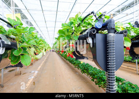 CHIANGMAI, THAILAND - 12. Februar: Smart Landwirtschaft Technologie Trend und Internet der Dinge (Iot), vertikale Landwirtschaft Konzept. Erdbeere chang tnk Farm. 12. Februar 2018 in Chiang Mai, Thailand. Stockfoto