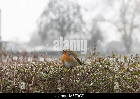 London, Großbritannien. 26. Februar 2018. UK Wetter. Schnee in Stoke Newington, wie die so genannten "Tier aus dem Osten' ankommt. Robin auf Hedge in Clissold Park. Quelle: Carol Moir/Alamy Leben Nachrichten. Stockfoto