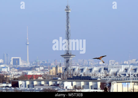 Berlin, Deutschland. 23 Feb, 2018. 23. Februar 2018, Deutschland, Berlin: ein Falke kreuzt die sonnige Berlin Himmel. Credit: Maurizio Gambarini/dpa/Alamy leben Nachrichten Stockfoto