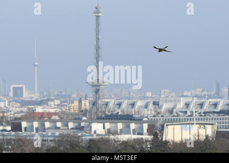 Berlin, Deutschland. 23 Feb, 2018. 23. Februar 2018, Deutschland, Berlin: ein Falke kreuzt die sonnige Berlin Himmel. Credit: Maurizio Gambarini/dpa/Alamy leben Nachrichten Stockfoto