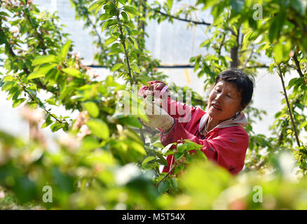 Shijiazhuang, Provinz Hebei Provinz Chinas. 26 Feb, 2018. Ein Dorfbewohner pollinates cherry Pflanzen auf eine ökologische Landwirtschaft Park in Shijiangzhuang, nördlich der chinesischen Provinz Hebei, Feb 26, 2018. Credit: Zhang Shuo/Xinhua/Alamy leben Nachrichten Stockfoto