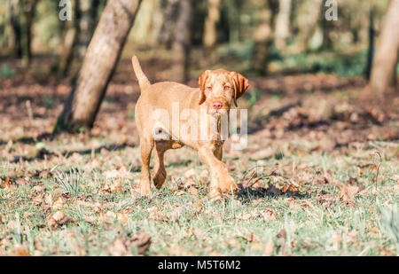 4 Monate alten ungarischen Wirehaired Vizsla Welpen Stockfoto