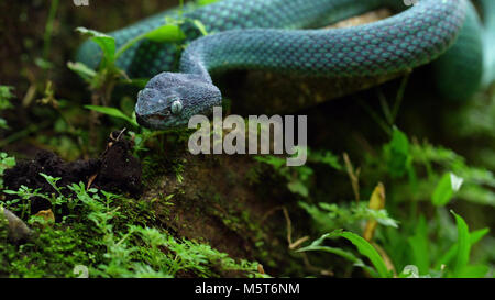 Blau Insularis Shunda Pit Viper im Gras Stockfoto