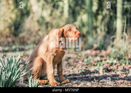 4 Monate alten ungarischen Wirehaired Vizsla Welpen Stockfoto