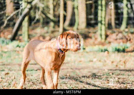 4 Monate alten ungarischen Wirehaired Vizsla Welpen Stockfoto