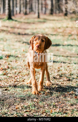 4 Monate alten ungarischen Wirehaired Vizsla Welpen Stockfoto