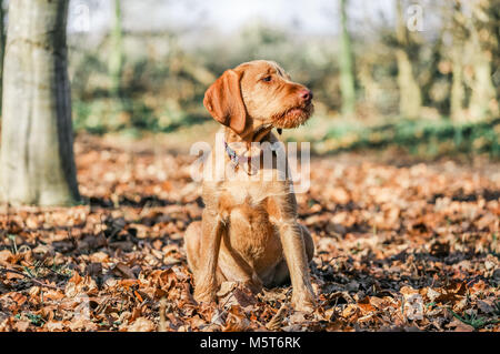 4 Monate alten ungarischen Wirehaired Vizsla Welpen Stockfoto