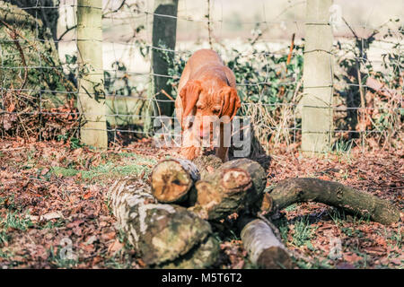 4 Monate alten ungarischen Wirehaired Vizsla Welpen Stockfoto