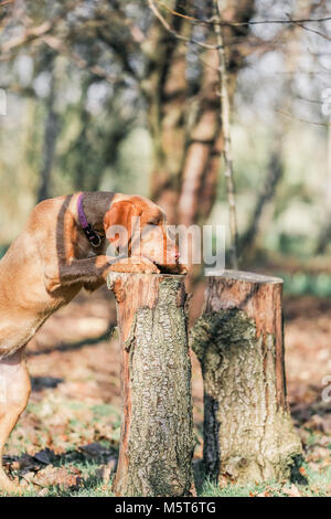 4 Monate alten ungarischen Wirehaired Vizsla Welpen Stockfoto