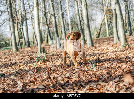 4 Monate alten ungarischen Wirehaired Vizsla Welpen Stockfoto