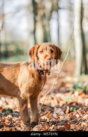 4 Monate alten ungarischen Wirehaired Vizsla Welpen Stockfoto