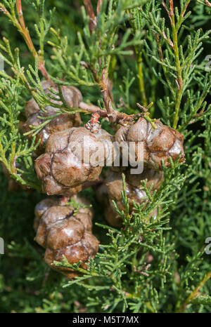 Nahaufnahme der Kegel auf einem Leyland Zypresse (Cupressus x leylandii) Baum im Winter im südlichen England, UK. Stockfoto