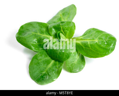 Frisch gewaschenen Feldsalat, auf weißem Hintergrund. Schneiden Sie Salat oder Salat, grüne Blätter auf Weiß. Gesunde Ernährung oder Diäten Szene. Stockfoto