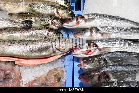 Frische, rohe Fische auf einem Fischmarkt abgewürgt. Frische Forellen oder Lachs Forelle und Sea Wolf, Nahaufnahme. Stockfoto