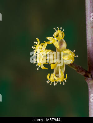 Nahaufnahme von einem einzigen gelbe Blume Cluster von Cornus Mas Stockfoto