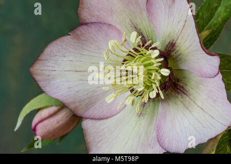Nahaufnahme von der Mitte der Blüte einer pale pink flower Stockfoto