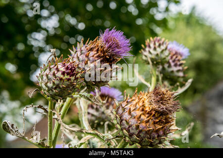 Mariendistel in voller Blüte im Garten wächst. Die Anlage ist sowohl als Medizin und als Gesundheit Ernährung ergänzen. Silybum Marianum Stockfoto