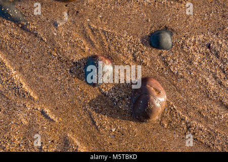 Steine im Sand am Strand Stockfoto