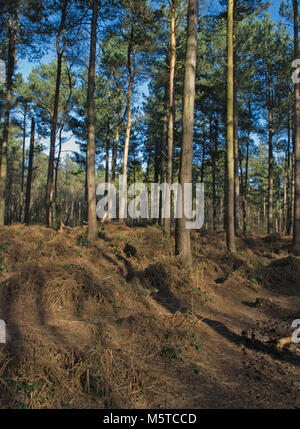 In der Grafschaft East Riding von Yorkshire England, allerthorpe Wald und Naturschutzgebiet bietet einen sicheren eco Umwelt für die Tierwelt. Feb 18 genommen. Stockfoto