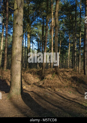 In der Grafschaft East Riding von Yorkshire England, allerthorpe Wald und Naturschutzgebiet bietet einen sicheren eco Umwelt für die Tierwelt. Feb 18 genommen. Stockfoto