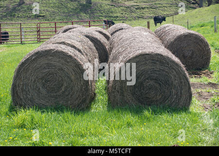 Großen Rundballen Stroh und Gras gefüttert Kühe Stockfoto