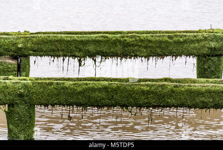 Moos bedeckt Holz- Parallele pier Planken Stockfoto