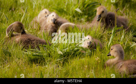 Gänschen sitzen im Gras mit geneigter Kopf vor Stockfoto