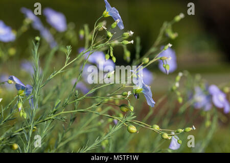 Blau Flachs, Prairie Flachs (Linum lewisii) Stockfoto