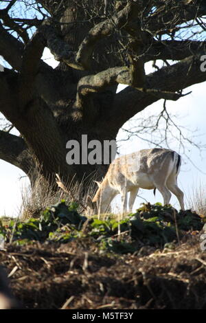 Damwild Weiden, auf den steilen Bank von einem Hügel in der englischen Landschaft Stockfoto