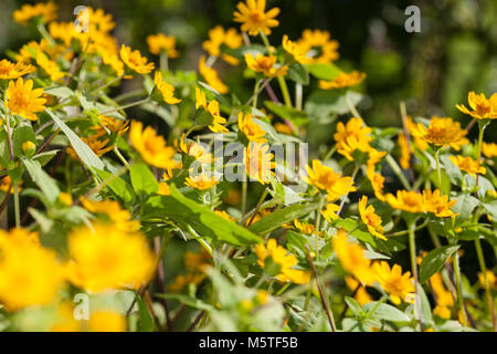 Butter Daisy, Medaljongblomster (Melampodium paludosum) Stockfoto