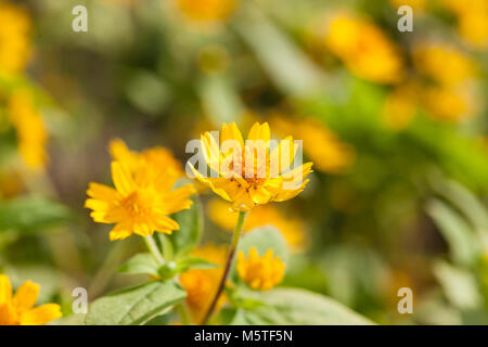 Butter Daisy, Medaljongblomster (Melampodium paludosum) Stockfoto