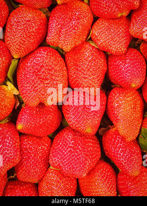 Haufen Erdbeeren closeup Stockfoto