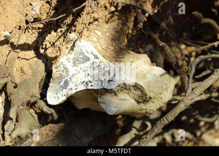 Flint Stone, die in der Basis eines entwurzelten Baum, Cobham Woods, Kent, Großbritannien Stockfoto